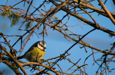 Bluetit on branch