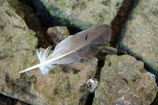 A feather of pigeon on a brick made floor.