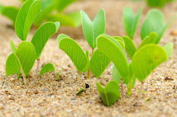Green sprouts growing out from sand, symbolic to new life or eco concept over shallow depth of field background