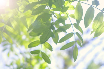 Tree branches with gren leaves swaying on wind on nature blur background, closeup view. Sun's rays shining through the leaves of the trees.