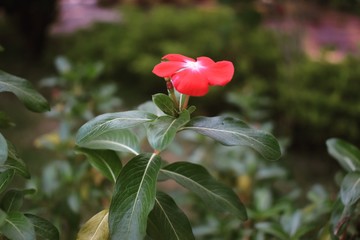 red rose in garden