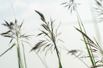 closeup shot green wild grass grew under bright sunny day and shallow depth of field background