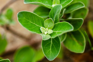 closeup shot green sprout grew on sandy beach