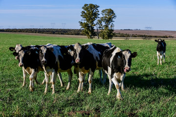 Dairy cow in Pampas countryside,Patagonia,Argentina