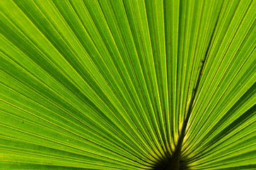 abstract green stripes from tropical palm leaf texture background.