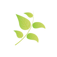 Branch with green fresh leaves. Isolated on white background Stock vector graphics.