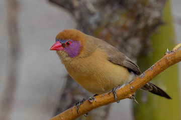Female Violet-eared Waxbill in the Erongo Region of Namibia