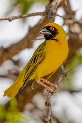 A Male Southern-masked Weaver in the Erongo Region of Namibia