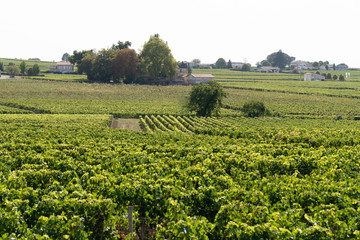Fototapeta na wymiar St émilion vineyards landscape hill of Saint Emilion bordeaux wine in France