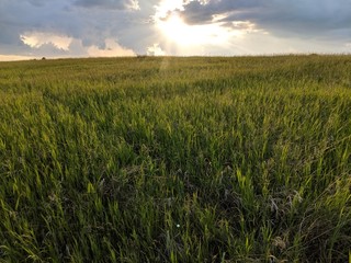 green grass growing on a hill with beautiful clouds