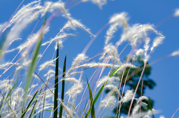 closeup image of white grass flower call Cogongrass (Imperata cylindrica) under bright sun