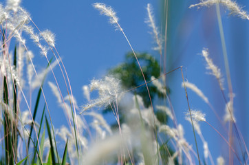 closeup image of white grass flower call Cogongrass (Imperata cylindrica) under bright sun