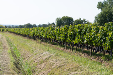 Fototapeta na wymiar Vineyards of Saint Emilion village wine Bordeaux Aquitaine France