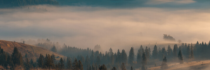 Obraz na płótnie Canvas Beautiful panorama of spruce trees covered hills with morning fog in valley. Wide shot of beautiful autumn foggy mountains with spruce forest at early morning at sunrise.