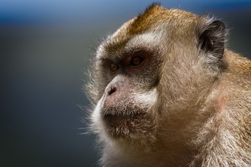 Obraz premium old macaque 