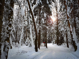 winter spruce forest covered with snow