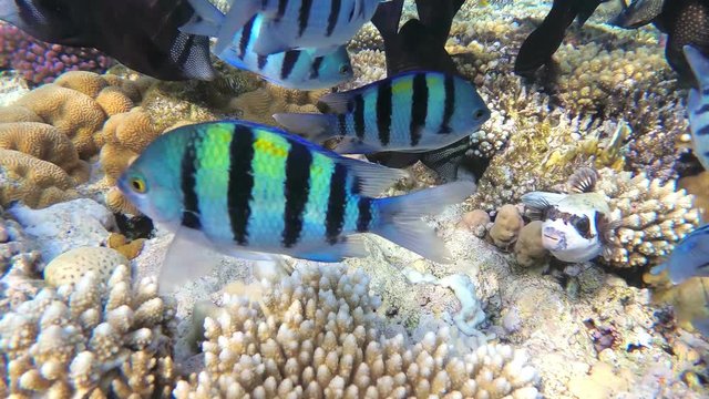 Colorful fishes on coral reef. Picture of a beautiful underwater colorful fishes and corals in the tropical. Slow motion, UHD