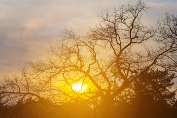 closeup oak tree silhouette in light of evening sun, dramatic sunset  background