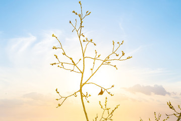 closeup butterfly sit on a tree branch in a light of evening sun, stylized outdoor sunset background