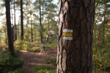 Czech Hiking navigation yellow sign on a tree