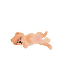 Pomeranian dog puppy lying down.  hand drawn digital art  illustration isolated on white background