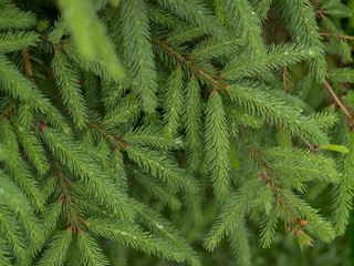 Background of fresh young spruce branches, natural light