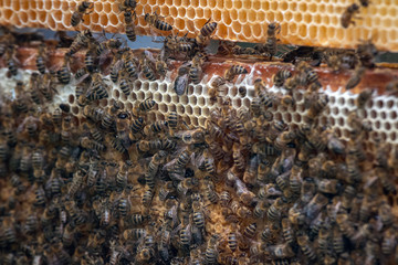 Thousands of bees on honeycombs with honey. Bees collecting nectar and putting into hexagonal cells...