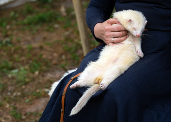 Woman hands holding adorable white ferret outdoors. Furry silver ferret sleeping on woman knees outside