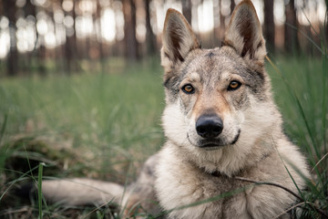 Czechoslovakian wolfdog, a breed coming from German Shepherd and wolf easily mistaken with wolf