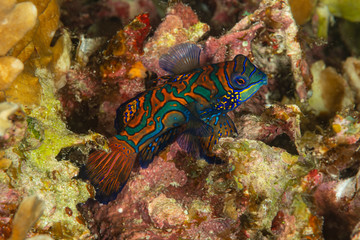 mandarinfish coming out of hidnig at dusk to spawn