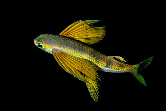 juvenile sailor flyingfish