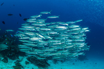 school of blackfin barracudas in the Rajat Ampat, Indonesia