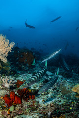 school of blackfin barracudas in the Rajat Ampat, Indonesia
