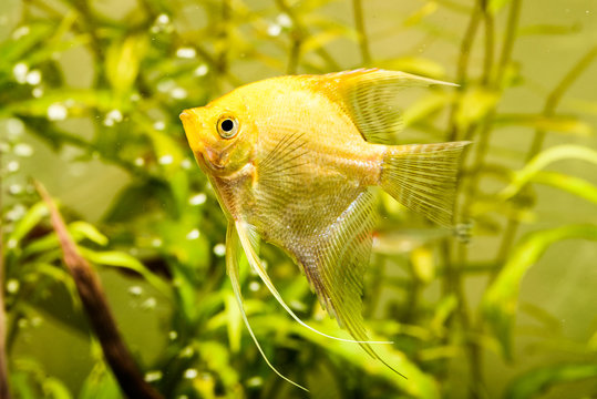 Gold Pterophyllum Scalare In Aqarium Water, Yellow Angelfish