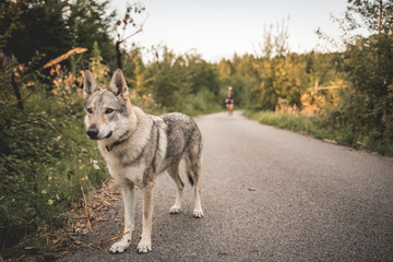 Czechoslovakian wolfdog, a breed coming from German Shepherd and wolf easily mistaken with wolf