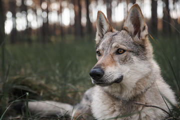 Czechoslovakian wolfdog, a breed coming from German Shepherd and wolf easily mistaken with wolf