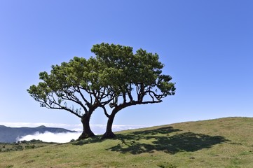 Fototapeta na wymiar Isolated crooked tree in the grassland above clouds (Fanal, Madeira, Portugal, Europe)