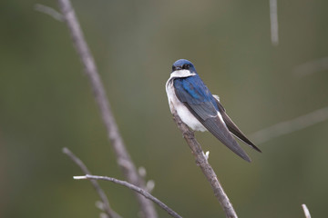 Chilean swallow blue and white feathers