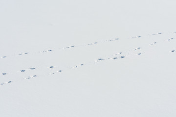 Photo of snow with traces of several people