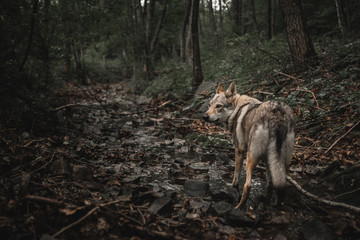 wolfdog standing in a creek 