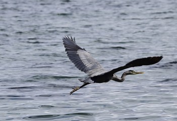 Great blue heron flying low with wide spread wings over water