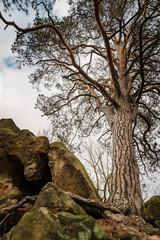 pine tree growing on a rock