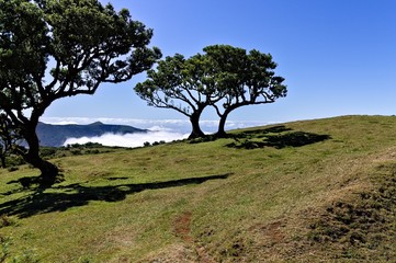 Isolated crooked tree in the grassland above clouds (Fanal, Madeira, Portugal, Europe)