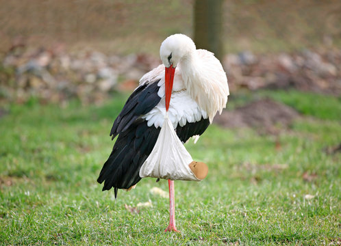 Klapperstorch mit Baby