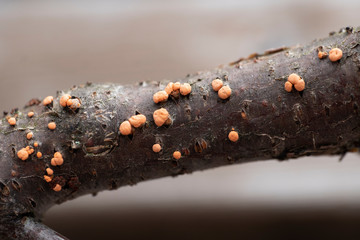 Zinnoberroter Pustelpilz - Nectria cinnabarina, Makro