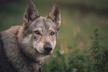 Naklejka na ściany i meble Czechoslovakian wolfdog, a breed coming from German Shepherd and wolf easily mistaken with wolf