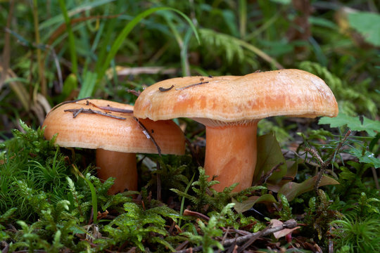 Edible mushroom Lactarius salmonicolor in the fir forest. Milk-cap mushroom in the plants. Fungus with salmon colored cap and stem. Autumn time in the forest.
