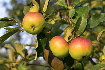 Fresh red apples on tree