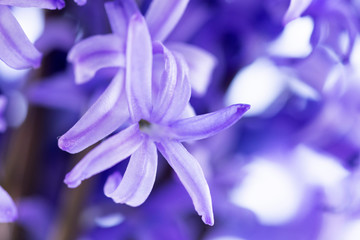 Close up shot of hyacinth flowers on a white background.