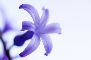 Close up shot of hyacinth flower on a white background.